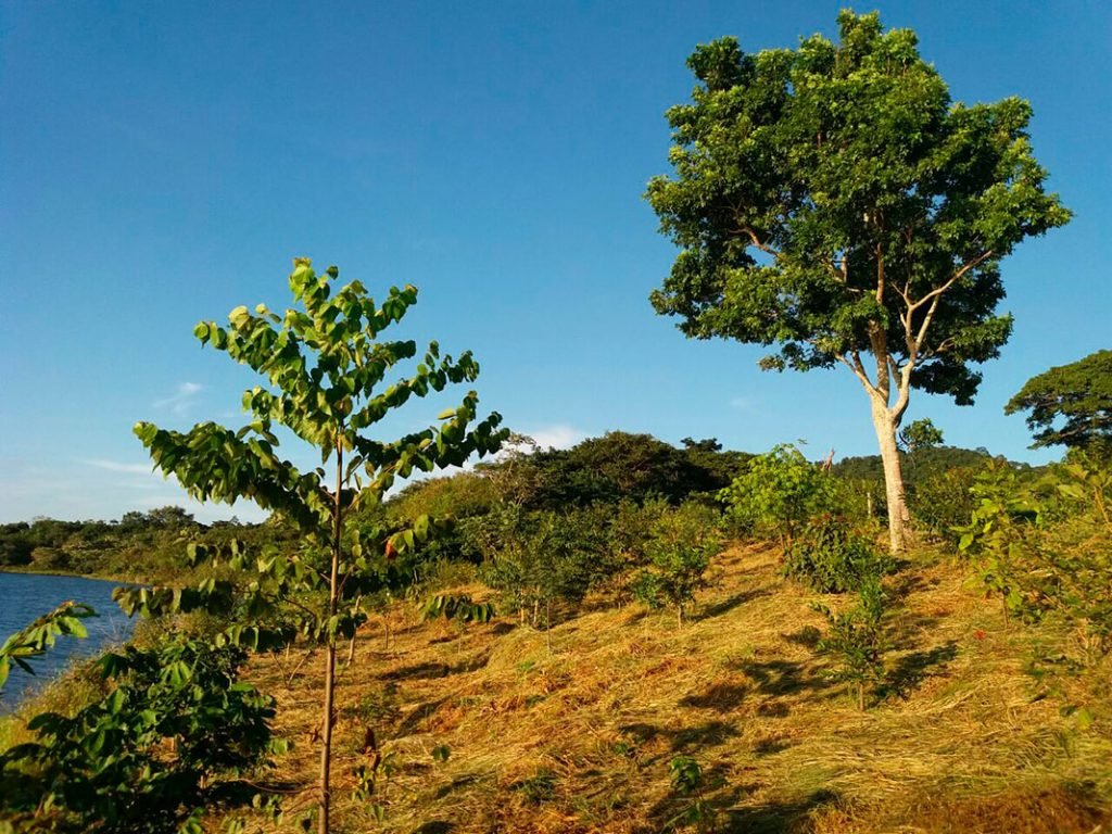 restauracao ecologica 1